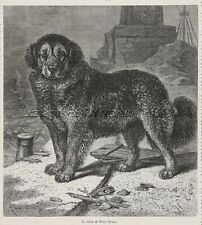 Dog Newfoundland Black, Large 1870s Antique French Engraving Print, Very Rare picture