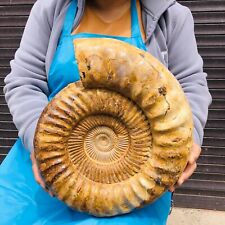 23.76LB TOP Natural Beautiful ammonite fossil conch Crystal specimen heals 1141 picture