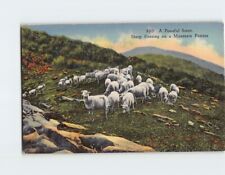 Postcard A Peaceful Scene, Sheep Grazing on a Mountain Pasture picture