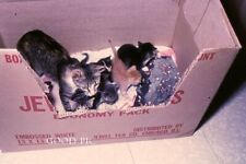 #WE4- z Vintage 35mm Slide Photo- Cat- Kittens in Box- 1963 picture