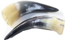 2 Small Polished Cow Horns #2936 Natural colored picture