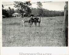 1985 Press Photo Goats Along N.C. 601 in Cabarrus County - lrb35420 picture