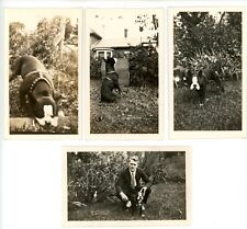1930's Boston Terrier Photos, Chewing Log, With Man In Suit, Sitting, Flowers picture