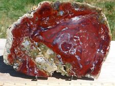 TCR PETRIFIED WOOD AGATE/JASPER/LAPIDARY POLISHED SLAB 432 GRAMS picture