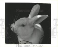 1990 Press Photo Albino rabbit, big friendly male accustomed to children picture