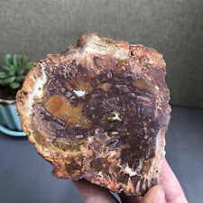 Top 105mm Natural Petrified Wood fossil Rough Slice Madagascar 310g A1460 picture