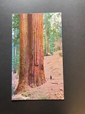 Visalia California CA Postcard Western slope of the Sierras Land of the big tree picture