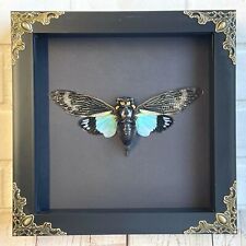 Turquoise Wing Cicada (Tosena splendida) Baroque Box Frame Display Case Insect picture