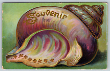 c1910s Souvenir From Conch Shell Embossed Art Antique Postcard picture