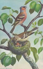 Alfred Mainzer ~ Birds & Nest in Tree - Vintage Postcard - Artist Eugen Hartung picture