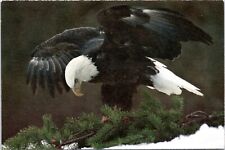 Postcard Bald eagle landing on branch - from National Audubon Society picture