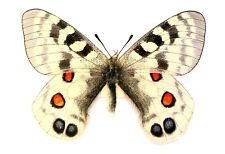 LEPIDOPTERA, PAPILIONIDAE, PARNASSIUS IMPERATOR, CHINA (mounted butterfly) picture