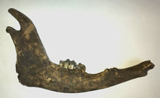 Bison Mandible - Jaw Bone Fossil from Ice Age (Pleistocene Era) picture