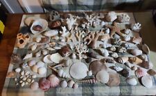 Vintage Decorative Sea Shell Giant Lot 115 Mix Shells & Coral Collection  picture