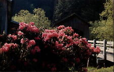 Rhododendrons Washington State Flower ~ postcard  sku003 picture