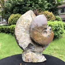 4.35LB TOP Natural Beautiful ammonite fossil conch Crystal specimen heals 1542 picture