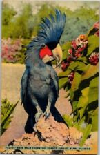 Postcard Plute RARE Palm CockatooThe Parrot Jungle Miami FL Beautiful Linen A238 picture