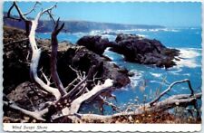 Postcard - Wind Swept Shore, Northern California Shoreline, USA picture