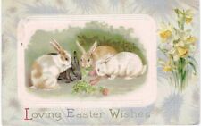 Easter Bunny Winsch Back Black & WHite Rabbits Framed In Daffodils 1910  picture