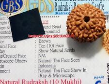 10 Mukhi Rudraksha / Ten Face Rudraksh -Java Bead-15-17 MM  - Lab Certified  picture