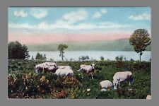 1917 Postcard DB Cows Grazing Scenic River Mountains picture
