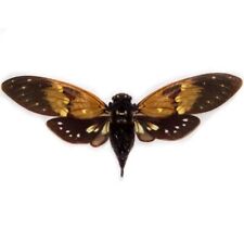 Ambragaena ambra ONE REAL BLACK BROWN CICADA MOUNTED PACKAGED THAILAND picture