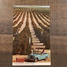 Postcard 1971 Picking Florida's Golden Oranges in Mid-Winter Posted picture