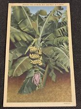 Vintage Linen Postcard Banana Tree With Bud and Fruit 1934 picture