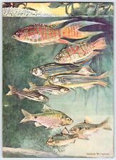 TROPICAL FISH HASHIME MURAYAMA ART Vtg 5