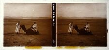 Morocco.Morocco.The desert.Camel.Stereo view on glass 6x13.Glass Stereo view. picture