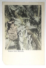 Banana Fruit, Bermuda, Carte postale, Mrs. H.G. Recht, Souvenir Store - Unposted picture