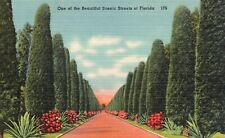 Postcard FL Beautiful Scenic Street in Florida Unposted Linen Vintage PC G8124 picture