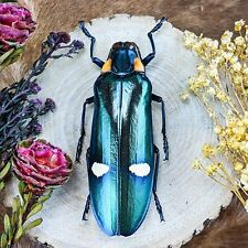 j30L Large Megaloxantha Bicolor Beetle Entomology Taxidermy specimen 3