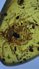 Huge Perfect Roach Cockroach 🪳, Pristine Fossil In Genuine burmite Amber, 98myo picture