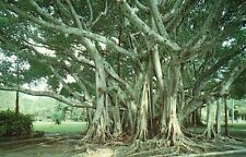 Postcard FL Posted Clewiston 1964 Banyan Tree Florida Chrome Vintage PC H6460 picture