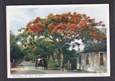 Nassau Bahamas Royal Poinciana Vintage Unused Postcard picture