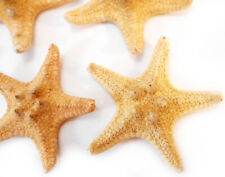 Set of 3 Small Knobby Tan/Brown Starfish 4-5