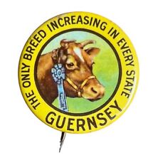 Vintage 1930s Guernsey Cow Breed Farming Advertising Pinback Button Early Old P7 picture