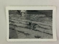 Boxer Dog Laying In Dirt Canine Vintage B&W Photograph 3.25 x 4.5 picture