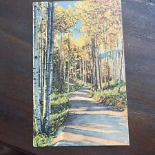 Vintage 1900s Blank Post Card The Road Through The Aspens Textured SP picture