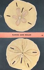 Postcard FL Florida Sand Dollar Holy Ghost Shell Linen Vintage PC f8665 picture