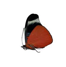 The Prola Beauty Red Flasher Butterfly (Panacea prola) Entomology Specimen picture