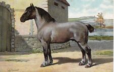 Otto Eerelman Breton Draft Horse 1910s Art Postcard Brittany France Dutch picture