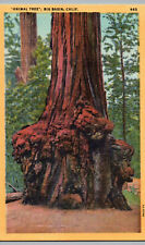 Postcard California Big Trees Animal Tree Vintage Linen Card Big Basin CA picture