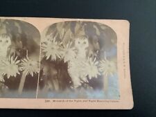 1892 Monarch Of The Night Owl Blooming Cereas #7569 Stereoview  Photo Kilburn picture