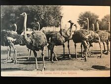 Vintage Postcard 1901-1907 Cawston Ostrich Farm Pasadena California (CA) picture