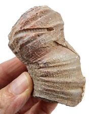 Fossilized Horn Coral Specimen Morocco 112 grams picture