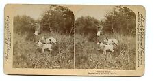 Hunter with Rifle (gun) & Borzoi ( wolfhound) Dog, Hunting Stereoview Photo 1895 picture