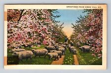 Snow Hill MD-Maryland, Scenic Greetings, Herd of Sheep Vintage Postcard picture