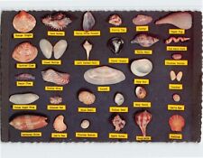 Postcard Collection of Different Types of Seashell picture